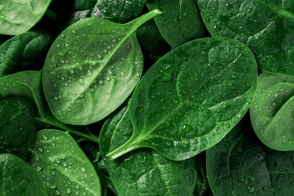 Nutritious spinach